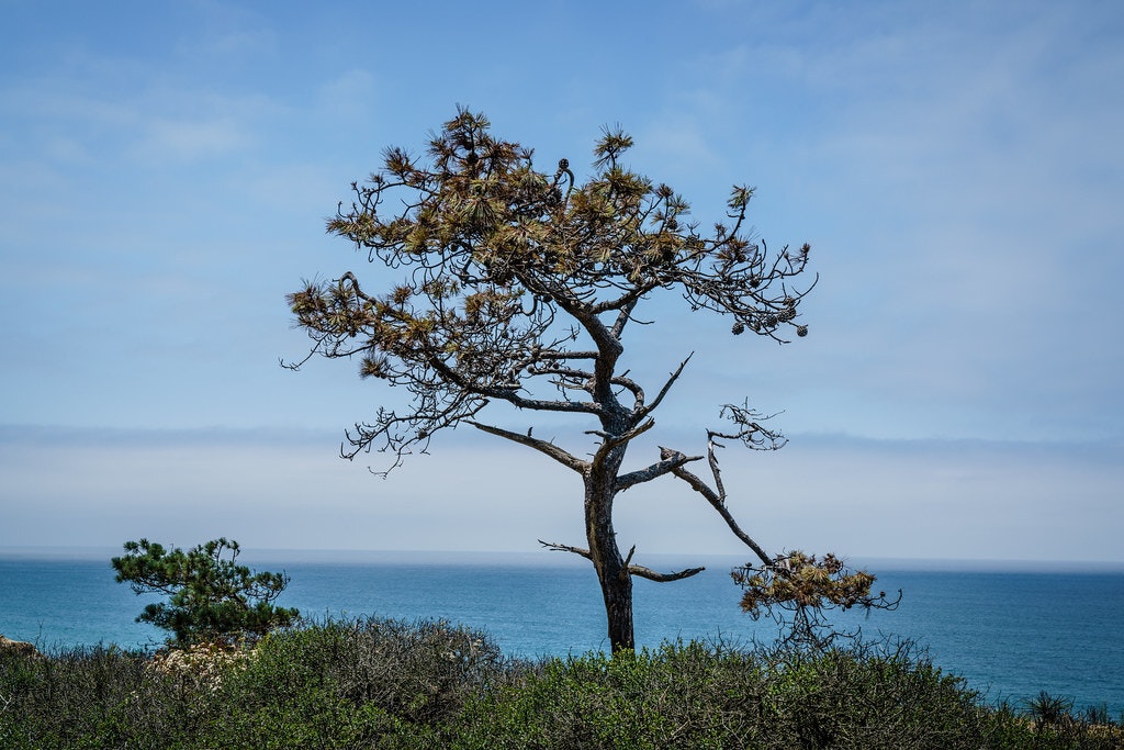 Torrey Pine with Pacific Ocean. Photo credit: Jason E. Vines. © Jason E. Vines.