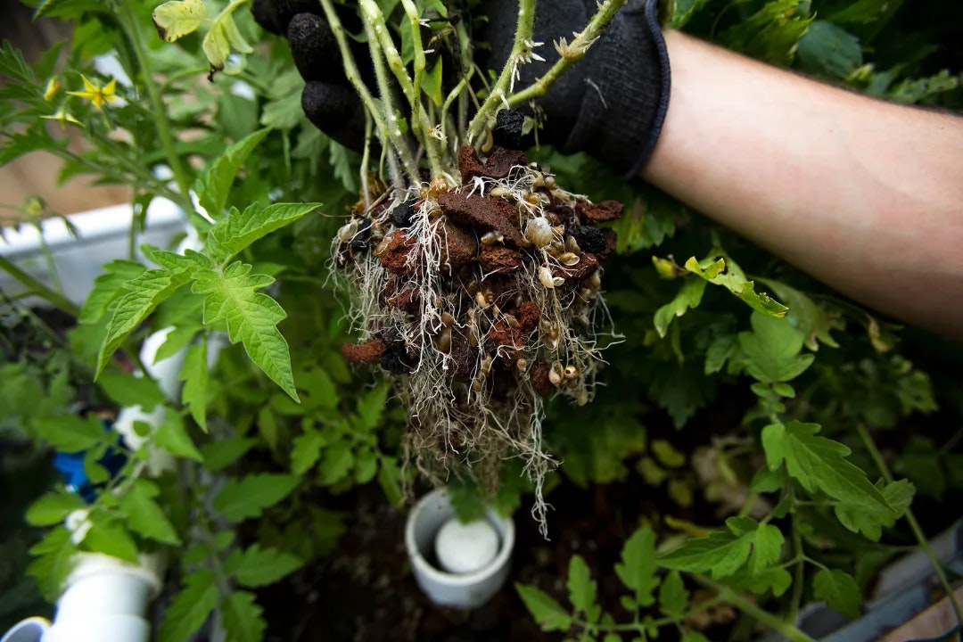 Aquaponics MN