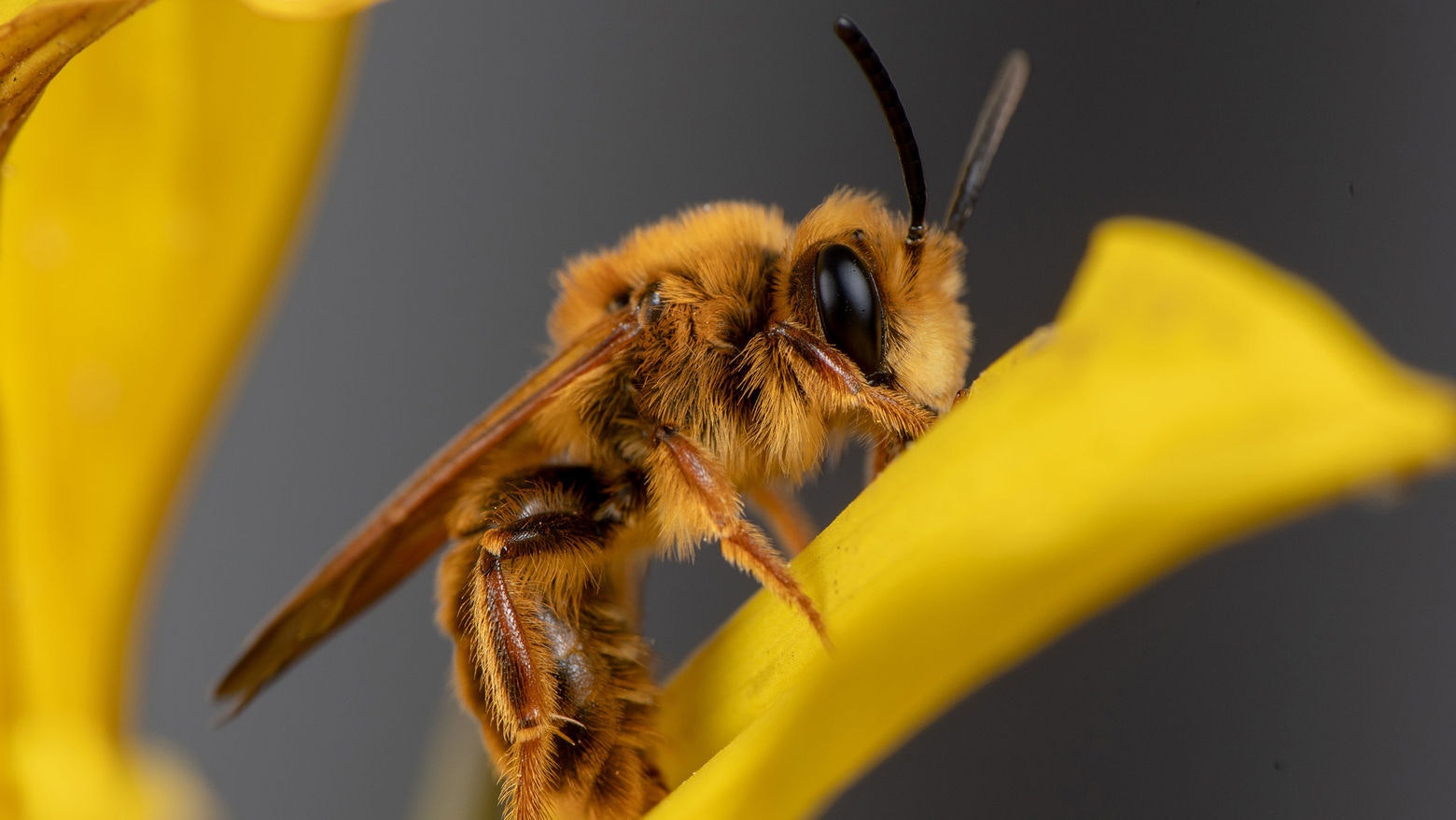 Bee Sip Assets ABEE Cs Andrena prunorum Male