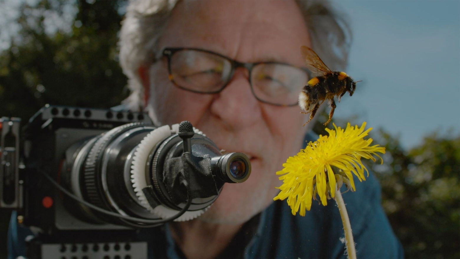 Martin Dohrn filming a bumble bee hovering over a dandelion Credit Martin Dohrn Passion Planet