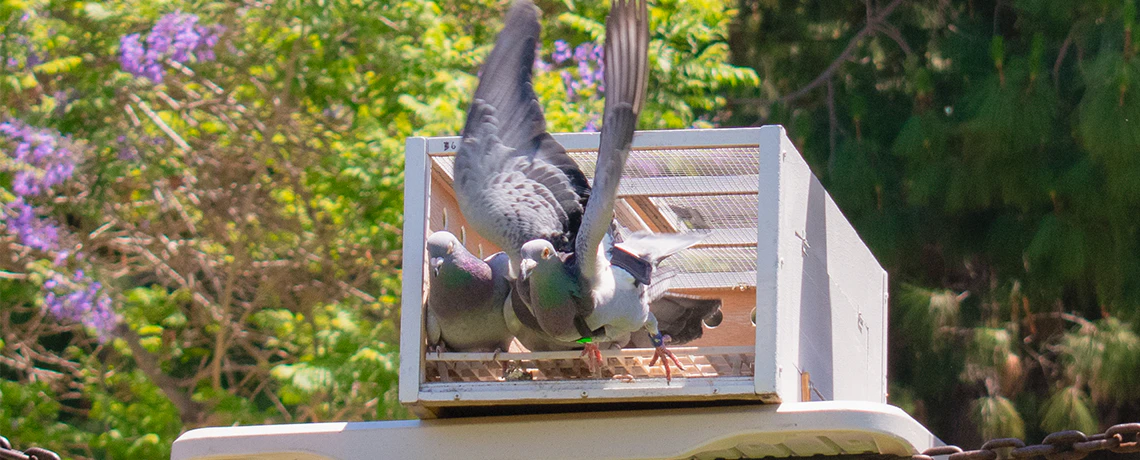 Pigeonblog webbanner 1140x460