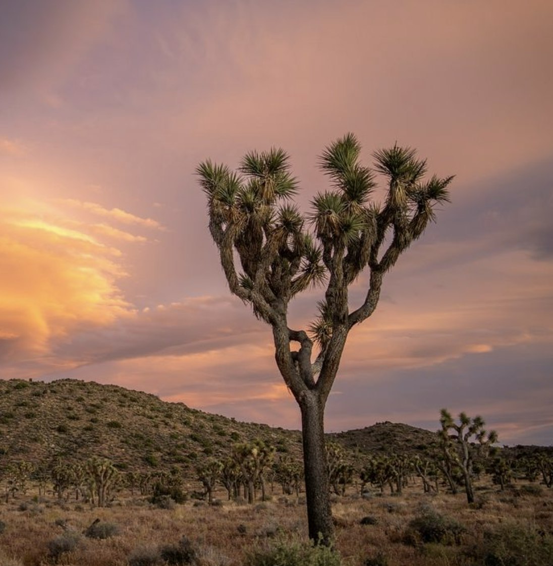 Joshua Tree National Park. @joshuatreenps