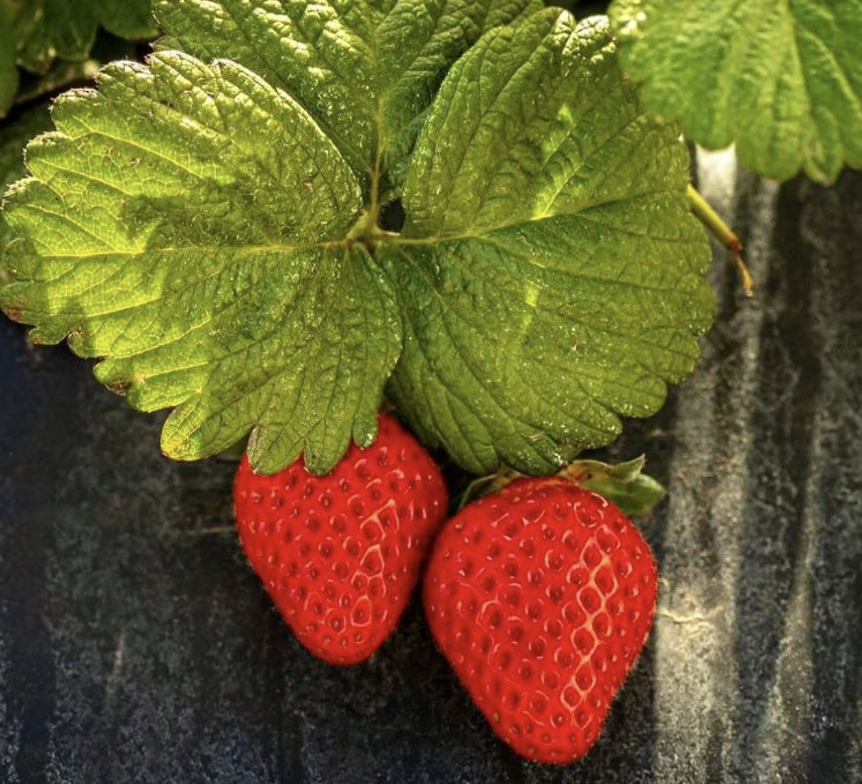 Strawberries at Underwood Family Farms. @underwoodfamilyfarms