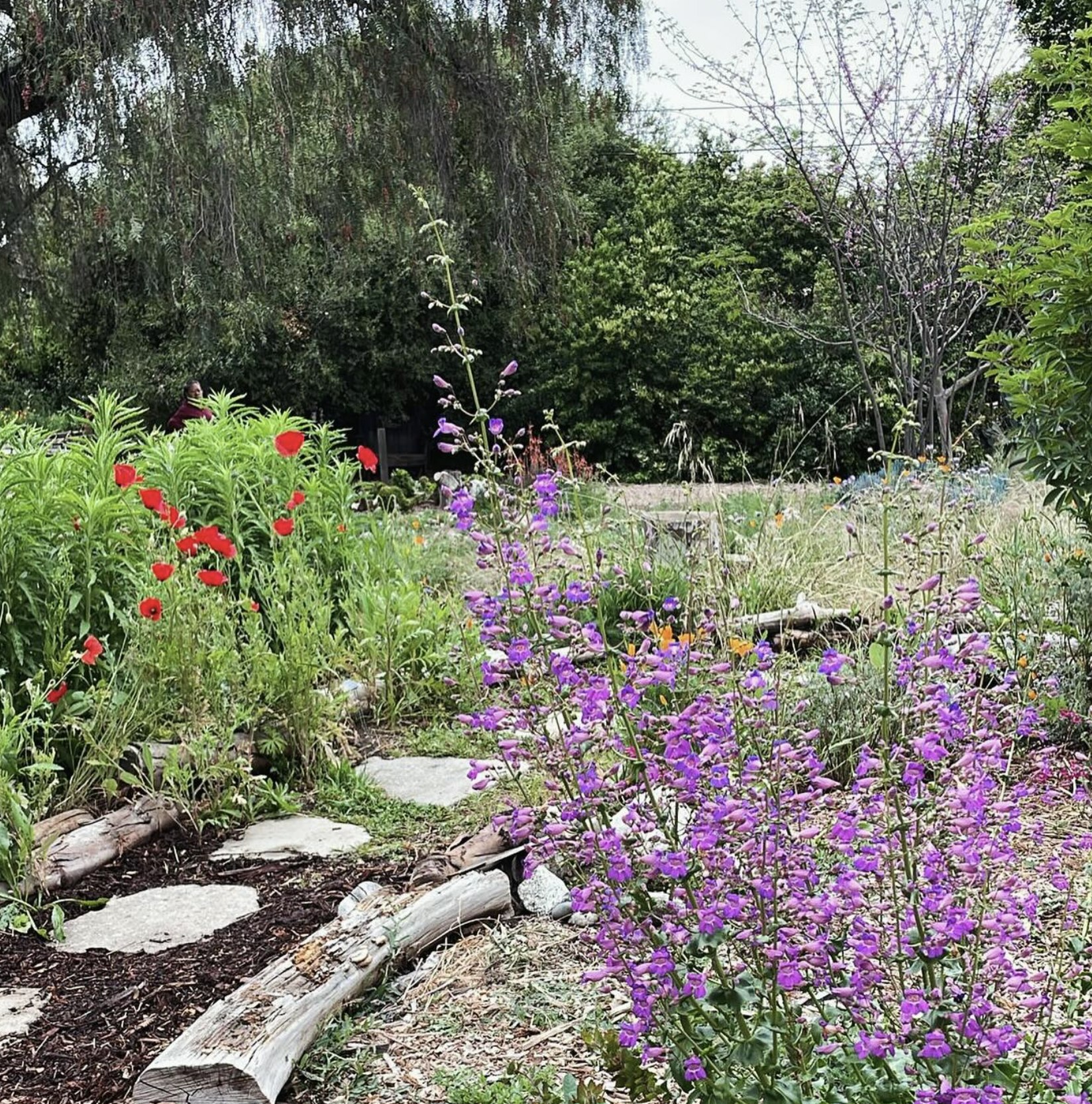 Native plants blooming at Arlington Garden. @arlingtonpasadena