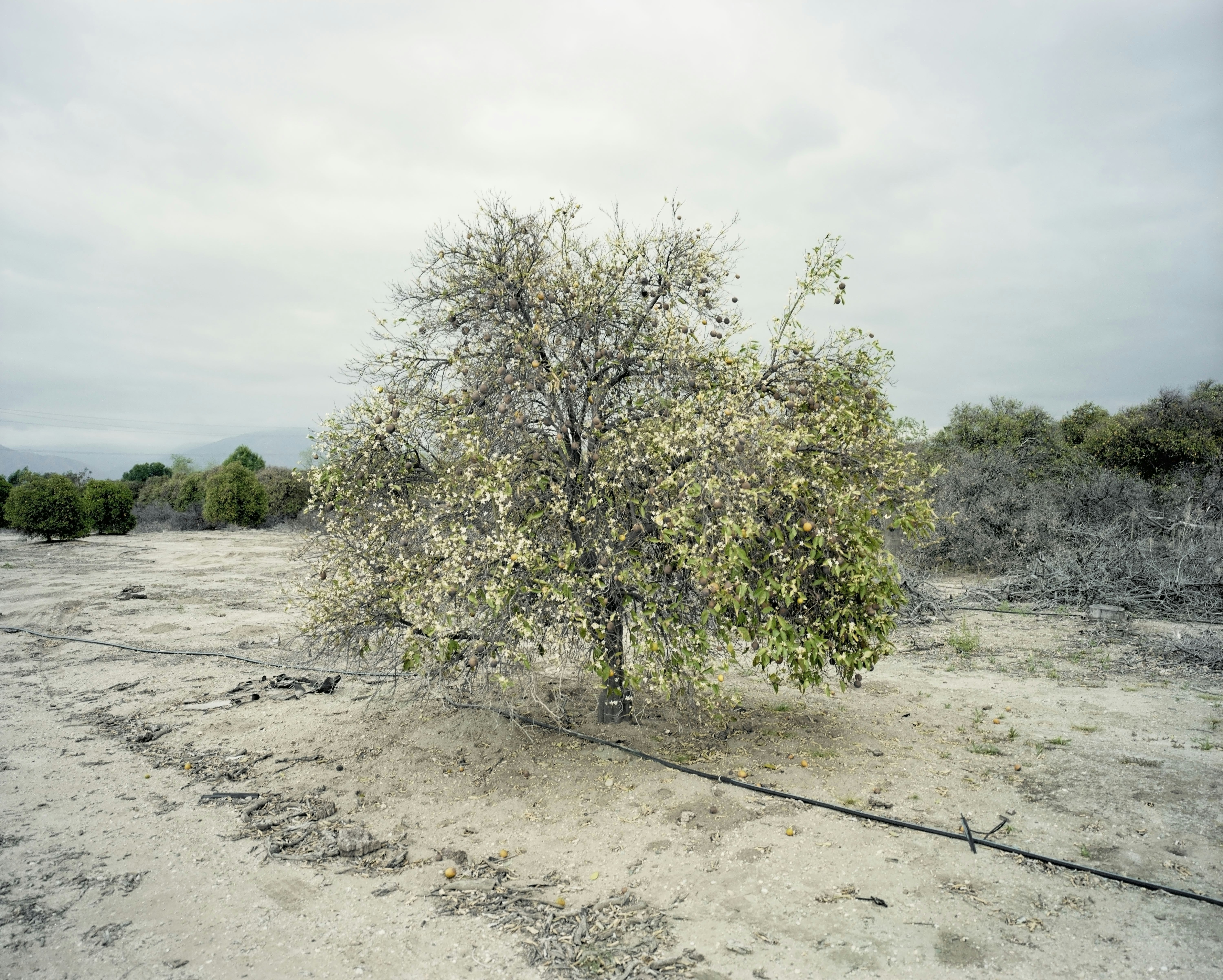 "Orchard #12C," 2021, Mark Ruwedel. Archival pigment print. Courtesy of the artist, Gallery Luisotti.