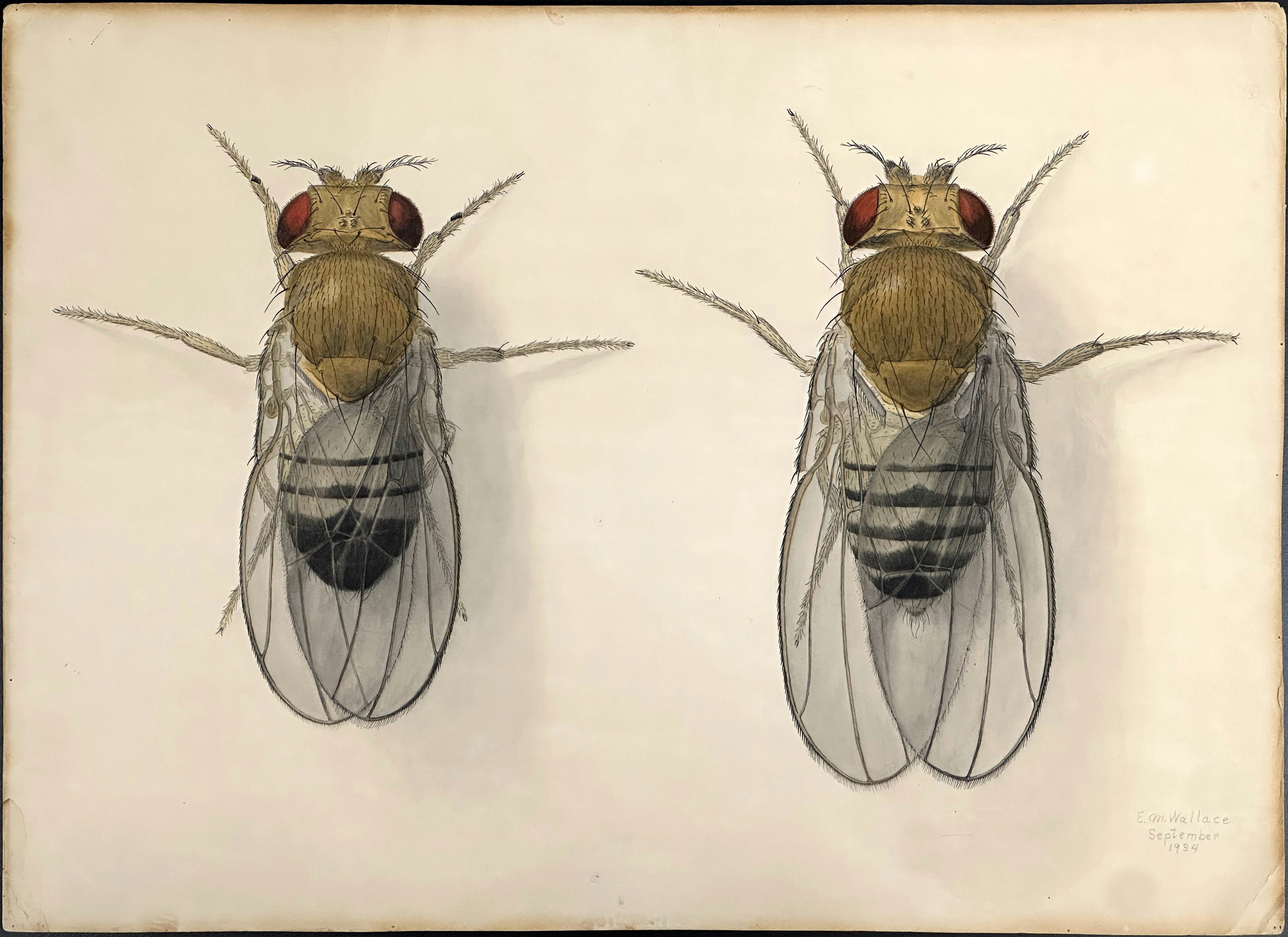 "Drosophila," 1934, Edith M. Wallace. Ink and watercolor on paper. ©California Institute of Technology.