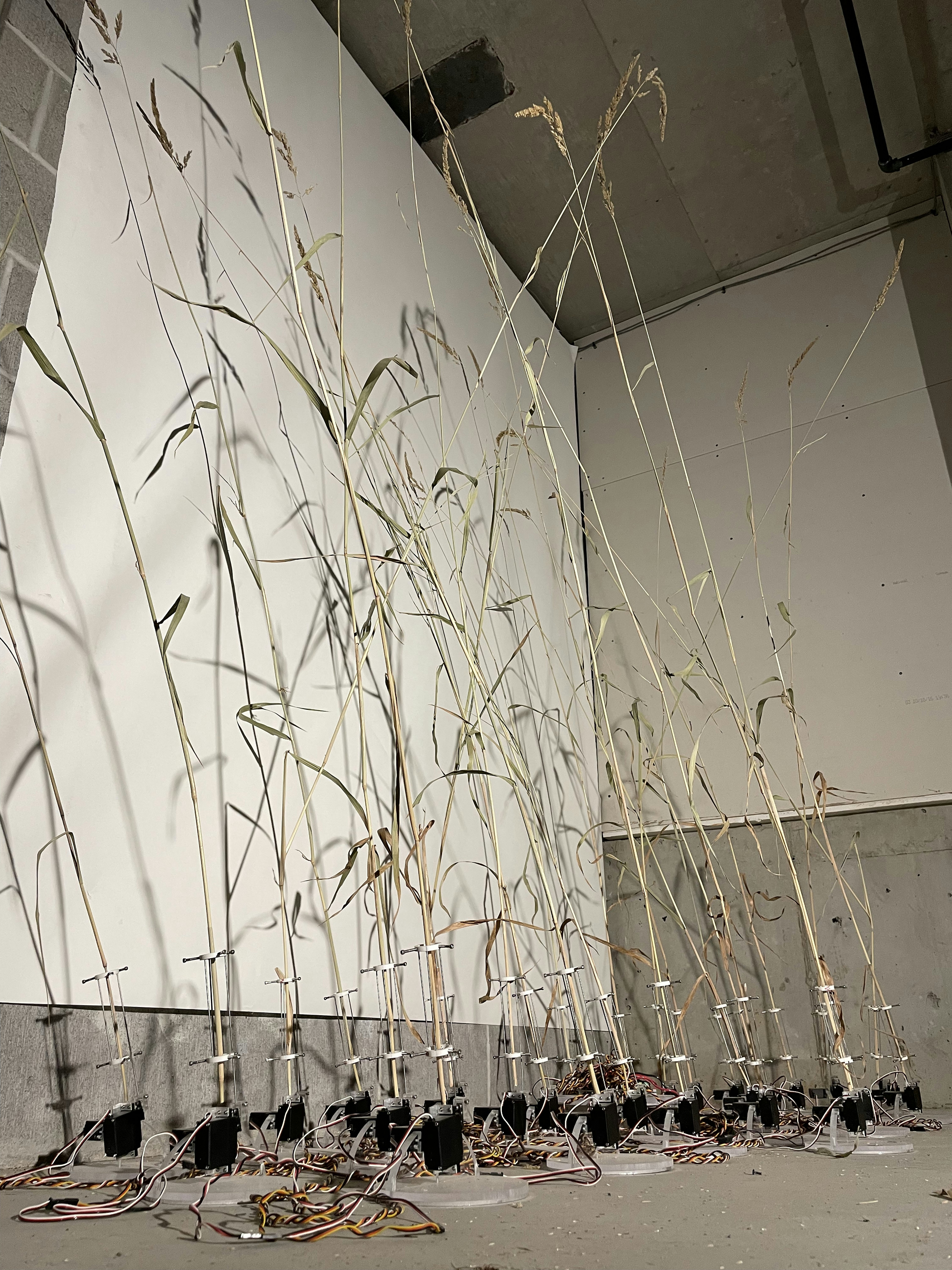 A color photograph of tall, potted tree saplings growing in a white walled room.