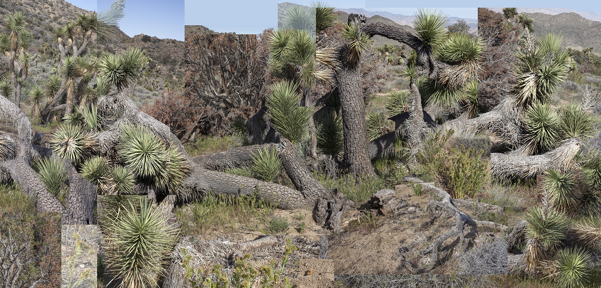 A collage of color photographs depicting joshua trees.