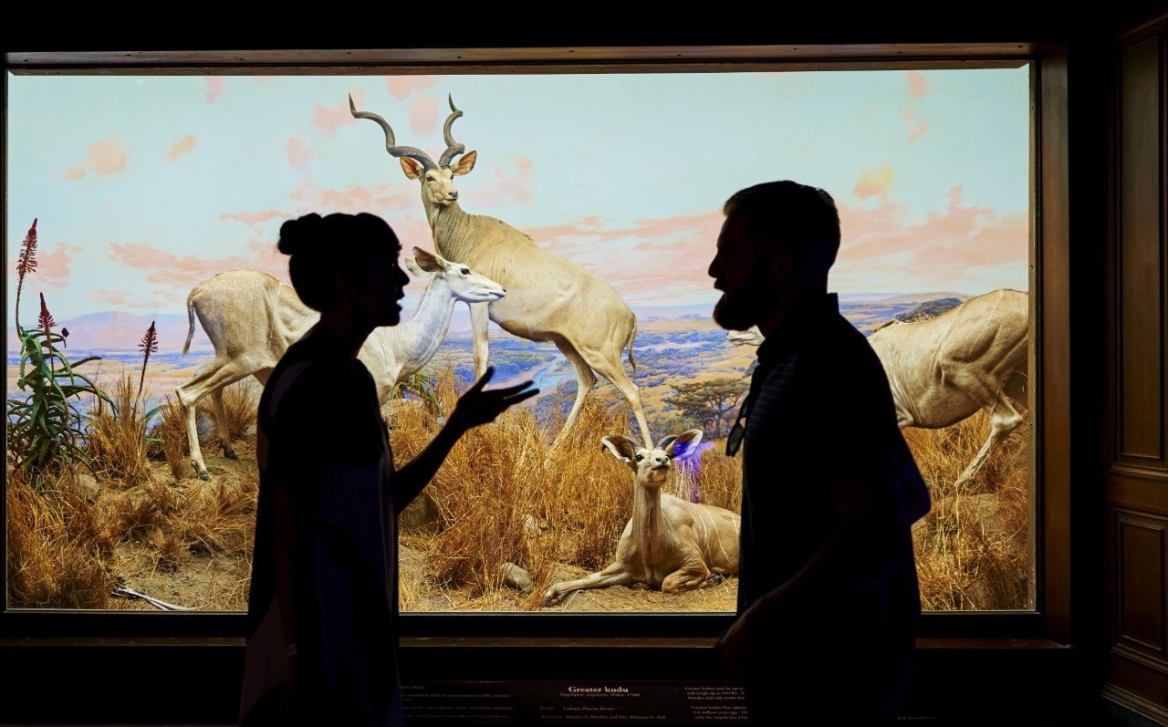 Two silhouettes standing in front of a diorama displaying a herd of antelope in a pasture landscape.