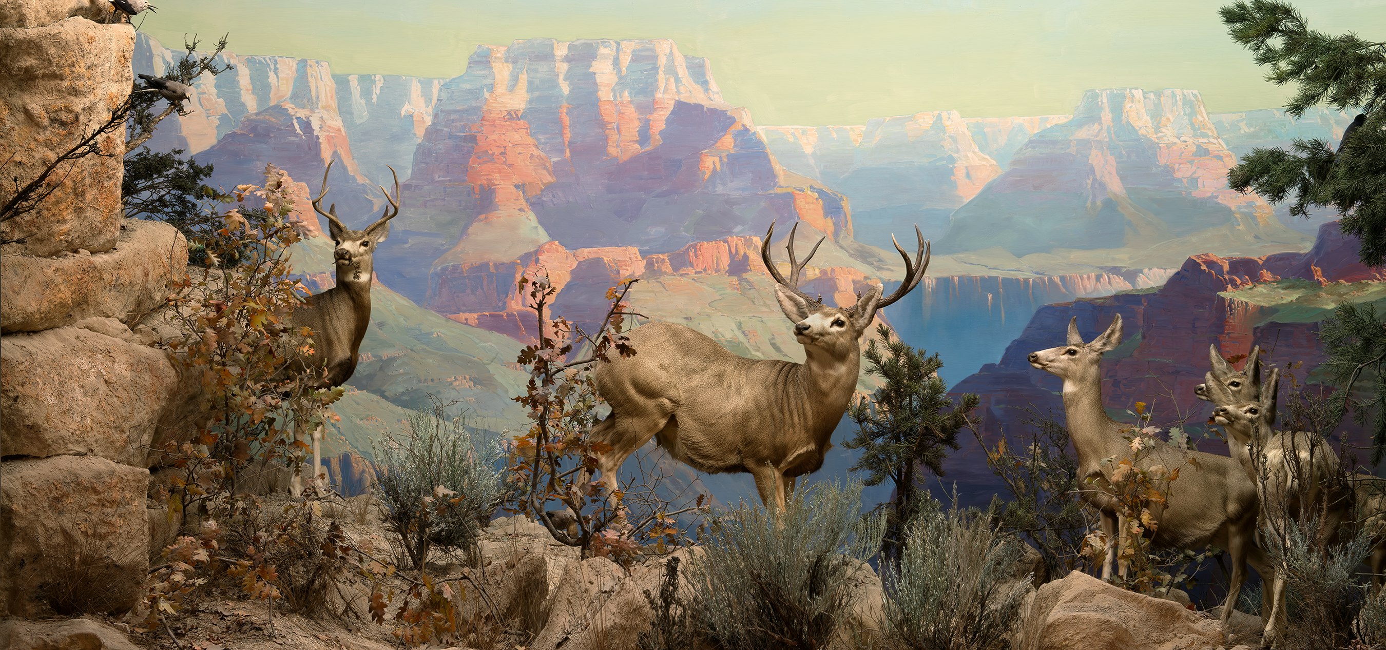 Mule Deer diorama at the Natural History Museum of Los Angeles County. Photograph by Mario de Lopez, 2014. © Natural History Museum of Los Angeles County.
