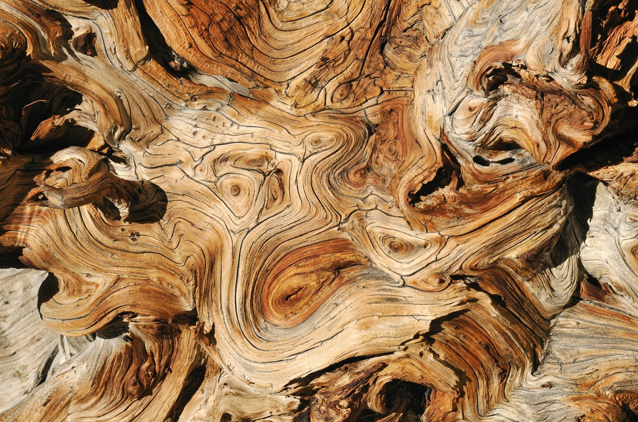 "Weathered Wood Of An Ancient Bristlecone Pine (Pinus Longaeva), Great Basin," 2023, Tiffany Shlain and Ken Goldberg. Photograph. Stock media provided by [imageBROKER]/ Pond5.