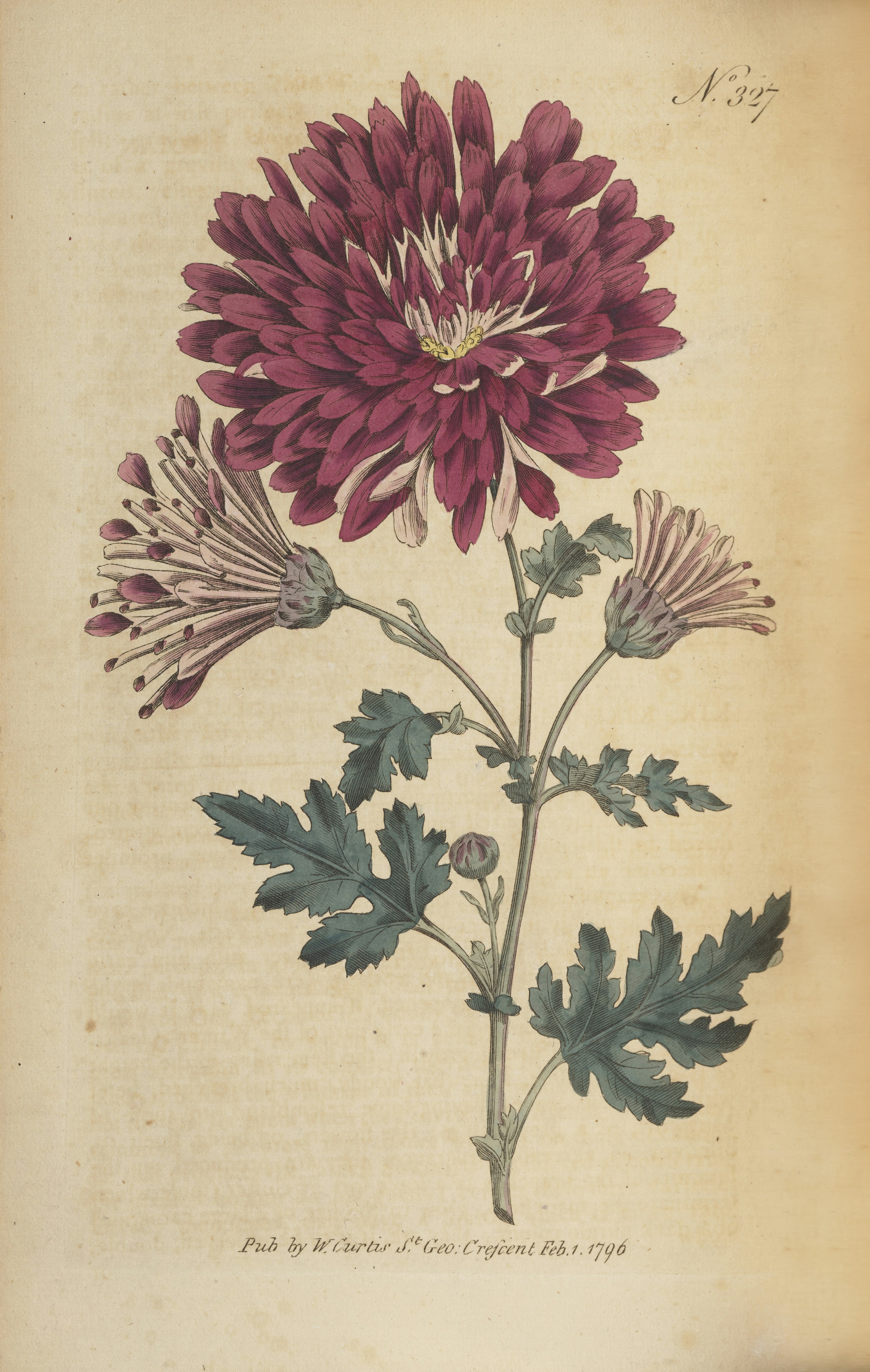 A botanical illustration of a red geranium type flower with green leaves.