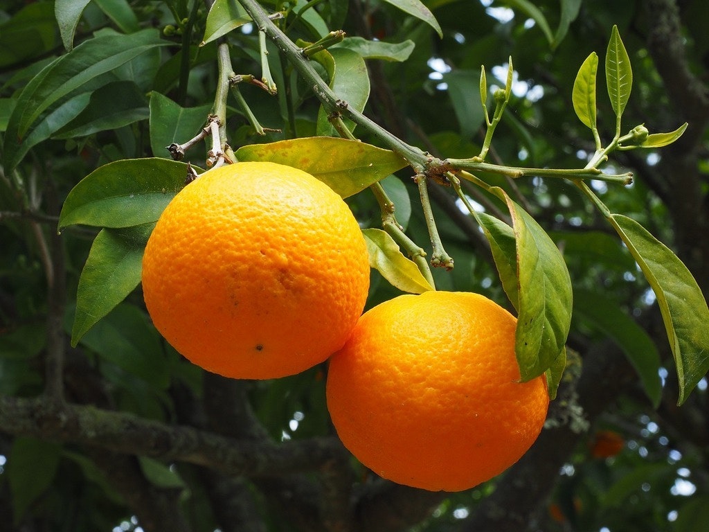 Isaias: Orange Grove